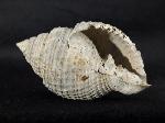 Cancellaria conradiana DALL 1890  - Bild © FossNet FossilienStore